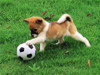 Playful puppy outdoor puzzle