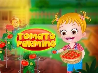 Baby hazel tomato farming